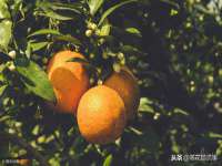 阜南豪御信息科技有限公司